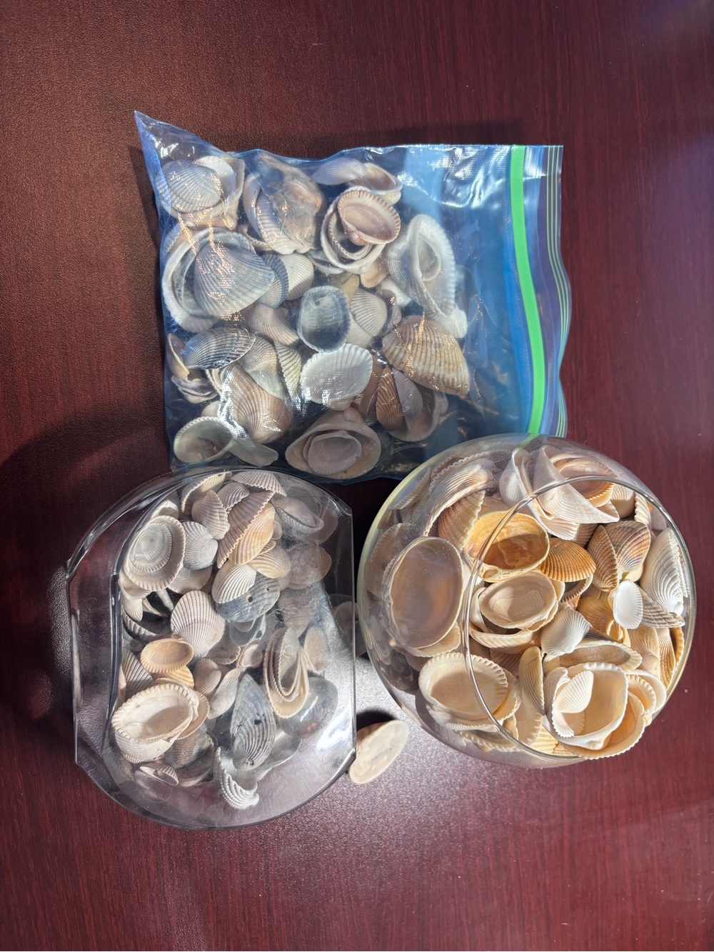 4 lbs Natural Mixed Seashell Collection - Neutral Tones home decor - Picture 8 of 8